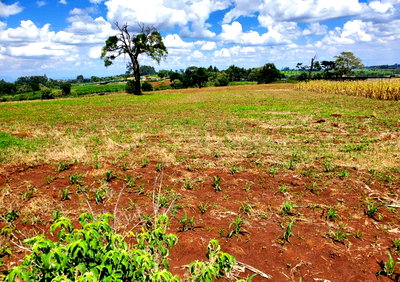 6.5-Acre Land at KSh 19.5M