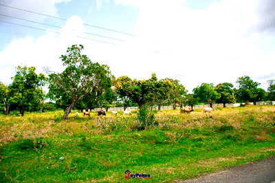 Affordable Plots in Malindi - Image 3