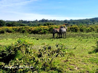 Naivasha 50by100ft Plot For Sale - Image 8