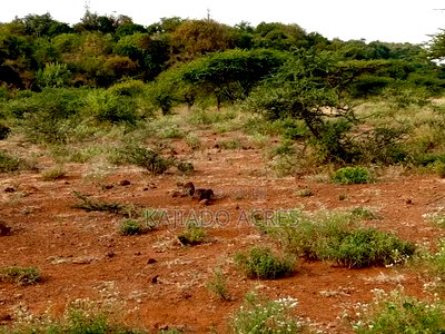 25 Acres Serashi Per Acre - Image 6