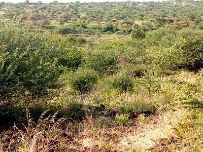 25 Acres Serashi Per Acre - Image 4