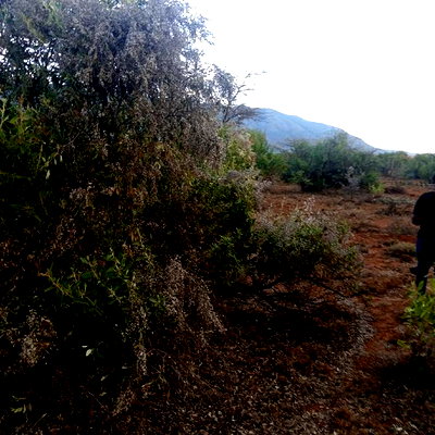 25 Acres Serashi Per Acre - Image 7