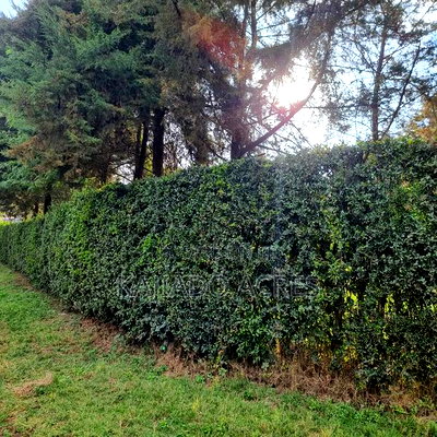 Prime 1/8 Ngong - Image 9