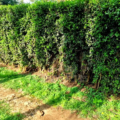 Prime 1/8 Ngong - Image 7