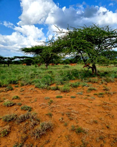 20-Acre Plot for KSh 40M