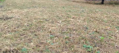 Kenol Plots For Sale At Katipanga.50*100ft Pay In 6months - Image 2