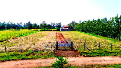 Kenol Plots For Sale At Katipanga.50*100ft Pay In 6months - Image 1