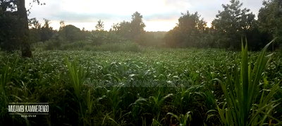 Ugweri 1acre - Image 4