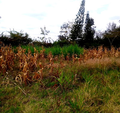 1/8 Acre Ol Keri Plot at KSh 2.6M
