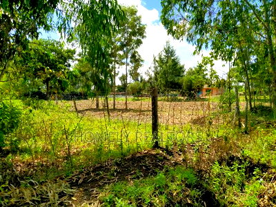 Quarter Acre Plot in Ngong, Merisho. 2nd Row From Tarmac - Image 1