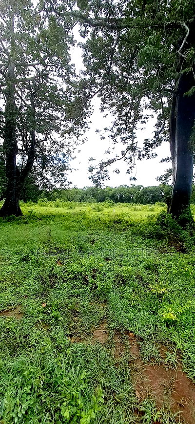 For Sele Quater/Half Acre Plots Vipingo - Image 3