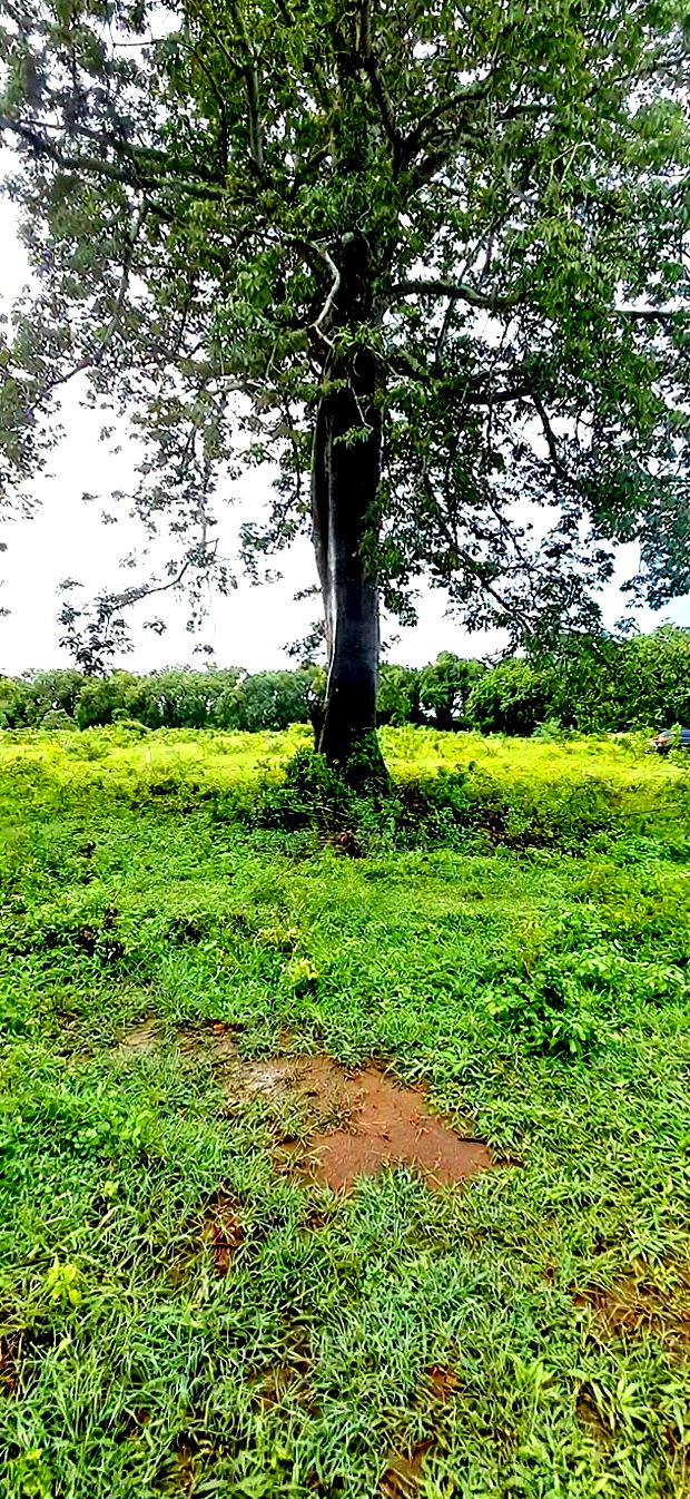 For Sele Quater/Half Acre Plots Vipingo