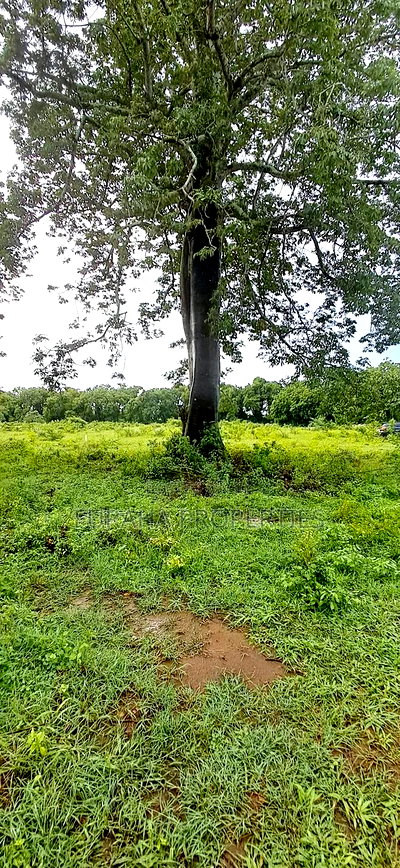 For Sele Quater/Half Acre Plots Vipingo - Image 4