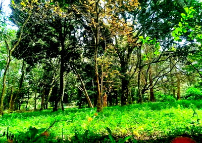 Half Acre in Karen at 50M