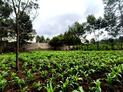 Strictly Residential Eighth Acre Plot in Kerarapon, Ngong - Image 2
