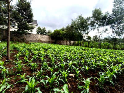 Strictly Residential Eighth Acre Plot in Kerarapon, Ngong - Image 3