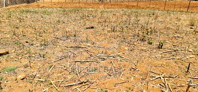 Prime 1/4 Plot for Sale in Kipkorgot Eldoret - Image 2