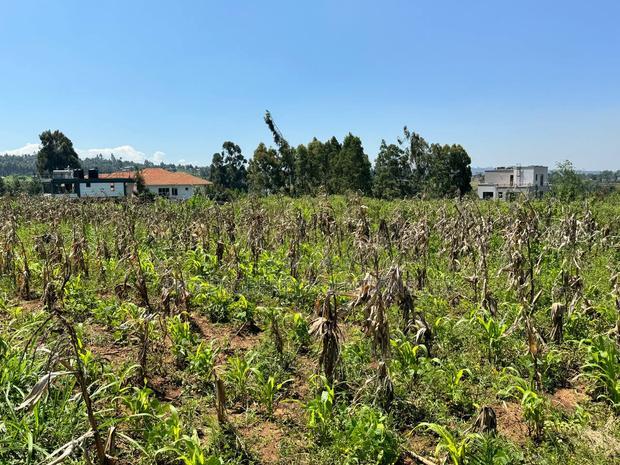 Prime Residential Plot for Sale in Kikuyu,Kamangu