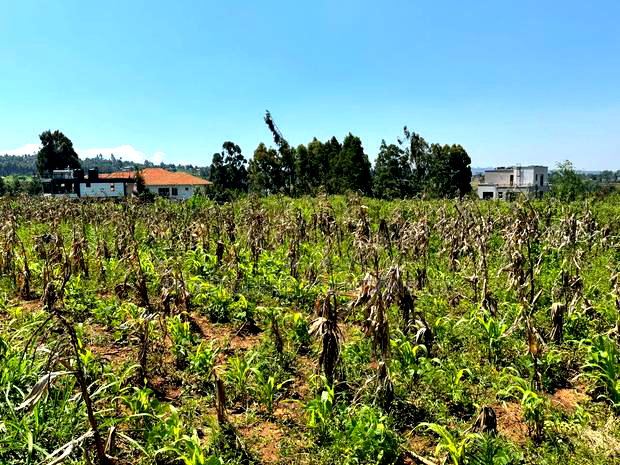 Prime Residential Plot for Sale in Kikuyu,Kamangu