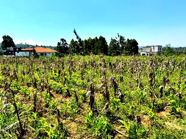 Prime Residential Plot for Sale in Kikuyu,Kamangu