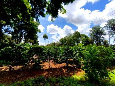546 Acres Coffee Farm on Sale at Ruiru Kiambu County at 20M - Image 4