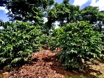 546 Acres Coffee Farm on Sale at Ruiru Kiambu County at 20M - Image 6