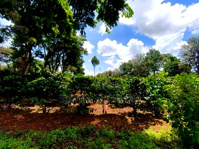 546 Acres Coffee Farm on Sale at Ruiru Kiambu County at 20M - Image 5