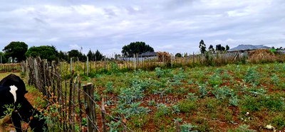 Prime Commercial 1/4 Plot for Sale in Chepkoilel Eldoret - Image 6