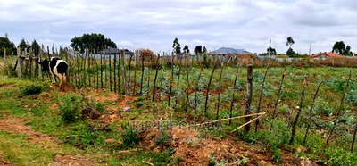 Prime Commercial 1/4 Plot for Sale in Chepkoilel Eldoret - Image 3