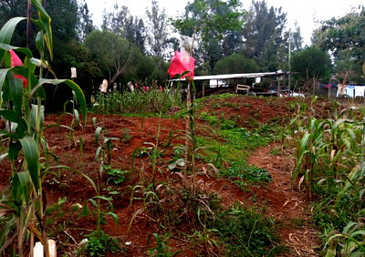 Half Acre Garden Plot with Parking - Thome