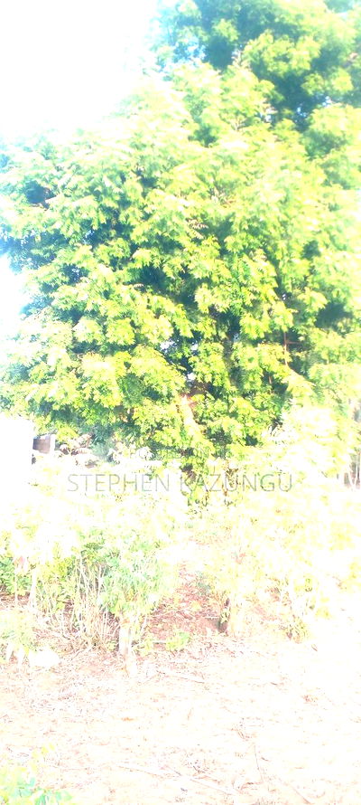 1/8 Acre Plot on Sale in Malindi Musoloni 100 M From Road - Image 8