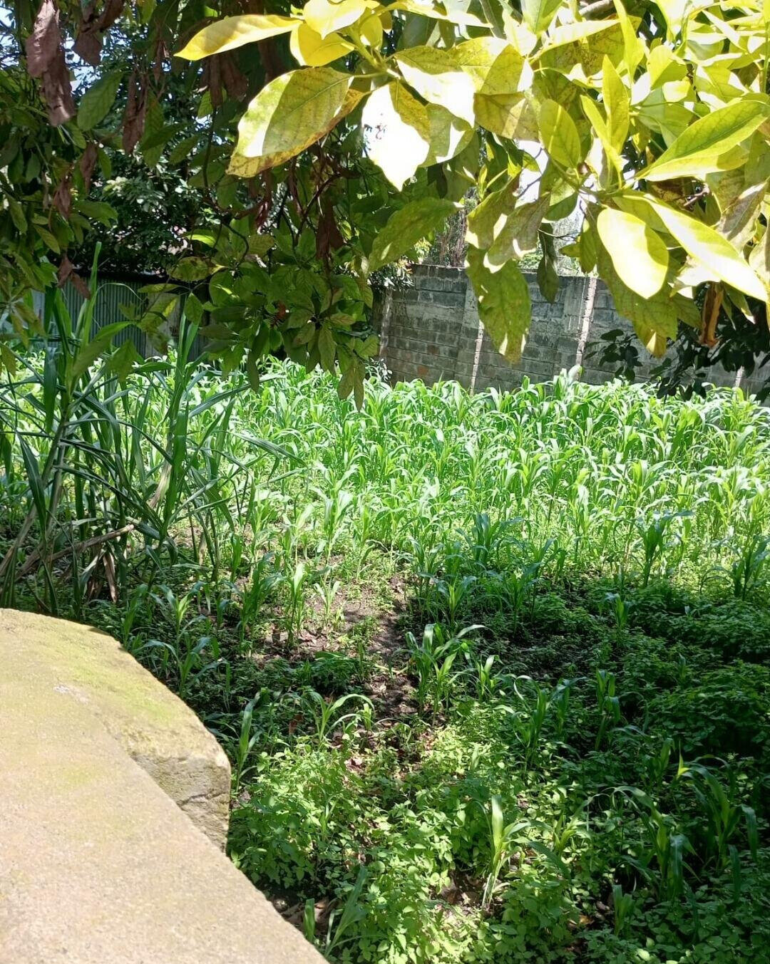 50x100 Plot 6BR Home in Bahati