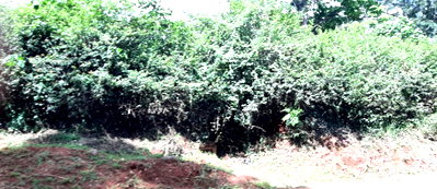 7.5-Acre Commercial Plot with Garden