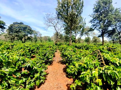 400 Acres of Coffee Farm for Sale - Kiambu, Near Tatu City - Image 1