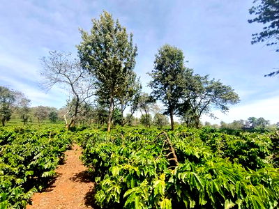 400 Acres of Coffee Farm for Sale - Kiambu, Near Tatu City - Image 2