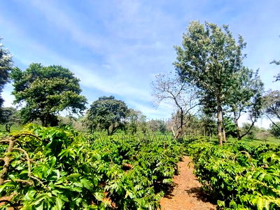 400 Acres of Coffee Farm for Sale - Kiambu, Near Tatu City - Image 4