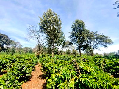 400 Acres of Coffee Farm for Sale - Kiambu, Near Tatu City - Image 6