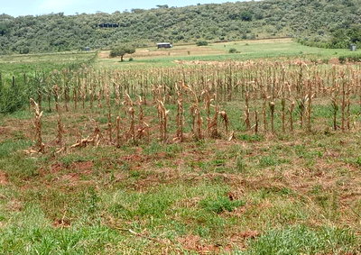 15-Acre Ngong Gem at KSh 45M