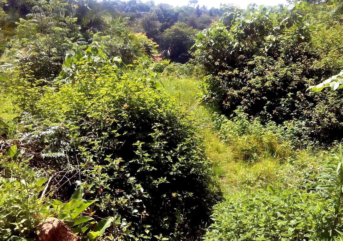 3/4 Acre Lavington Land at KSh 200M