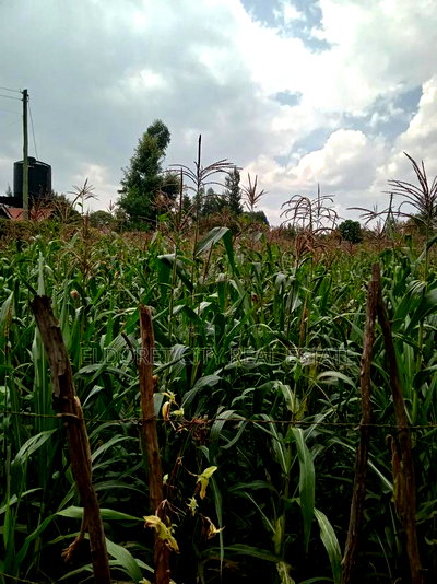 1/4 Plot Blossom Annex Ideal for Residential - Image 2