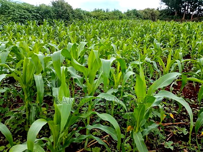 Two 40x80 Adjoining Plots at Anmer Estate - Image 6