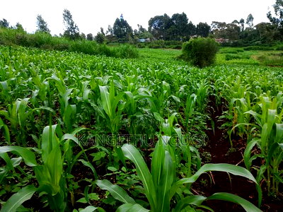 Two 40x80 Adjoining Plots at Anmer Estate - Image 5