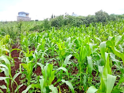 Two 40x80 Adjoining Plots at Anmer Estate - Image 2