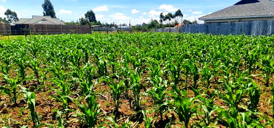 1/8 Plot for Sale in Sogomo Chepkoilel Eldoret - Image 4
