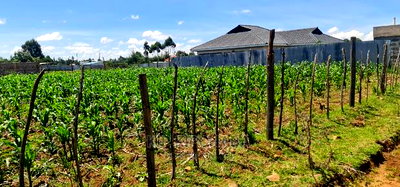 1/8 Plot for Sale in Sogomo Chepkoilel Eldoret - Image 1