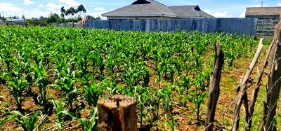 1/8 Plot for Sale in Sogomo Chepkoilel Eldoret - Image 5