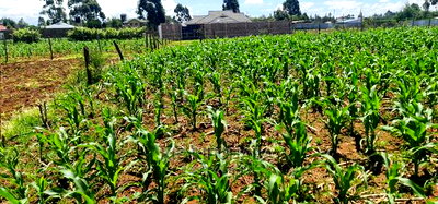 1/8 Plot for Sale in Sogomo Chepkoilel Eldoret - Image 2