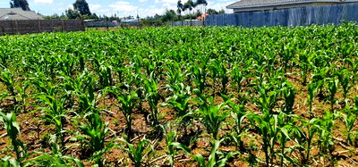 1/8 Plot for Sale in Sogomo Chepkoilel Eldoret - Image 3