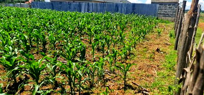 1/8 Plot for Sale in Sogomo Chepkoilel Eldoret - Image 6