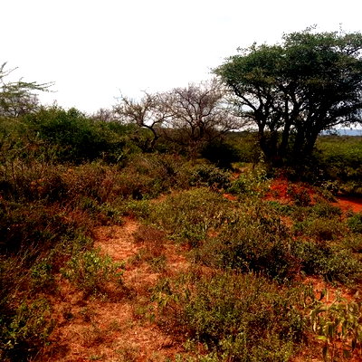 100 Acres Farming Land On Water Table - Image 5